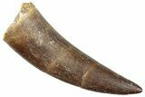 Fossil Plesiosaur (Zarafasaura) Tooth - Morocco #296337-1